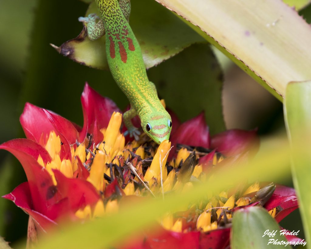 Gecko on Flower